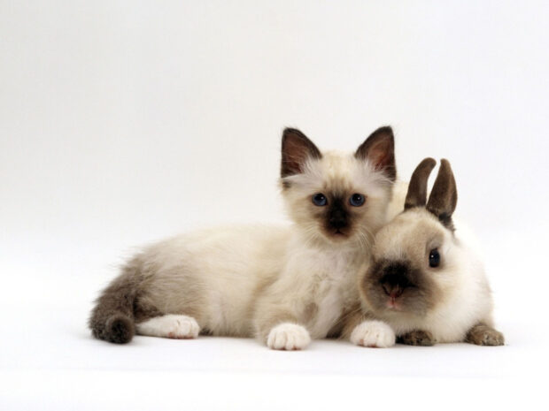 A bunny resting closely beside a fluffy Siamese kitten on a white background