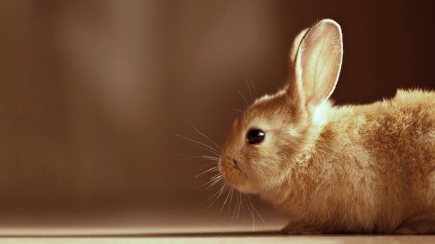 A close up of a bunny with soft fur and large ears against a brown background