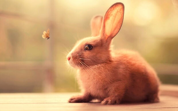 A curious bunny looking at a butterfly in soft natural light