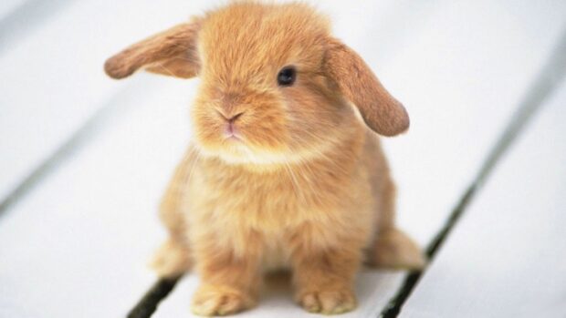 A fluffy brown bunny sitting on a white wooden surface looking curious