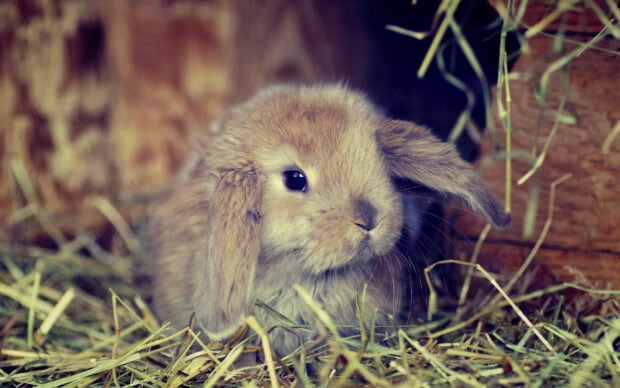 A fluffy bunny sitting calmly on hay in a cozy environment