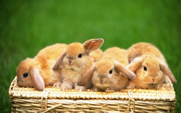 Four fluffy bunny resting together on a woven basket in green grass background
