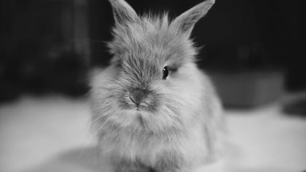 A fluffy bunny sitting calmly with soft fur and prominent ears in a monochrome setting