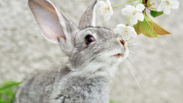 A gray bunny smelling white flowers in a close up view