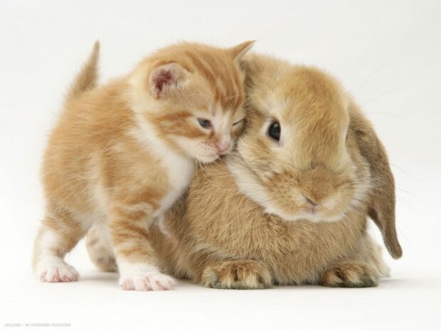 A kitten cuddling a bunny in a cozy setting with soft fur visible