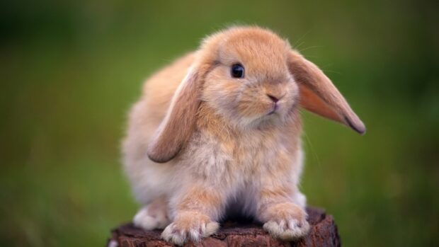 A fluffy brown bunny sitting on a tree stump in natural surroundings