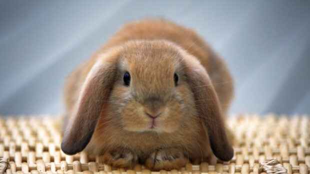 A close up of a brown bunny resting on a woven surface with its ears down