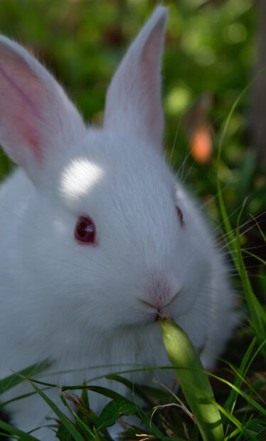 A white bunny nibbling on a green leaf in the grass surrounded by plants