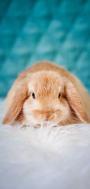 A close up of a fluffy bunny resting on soft white fur with a blue background