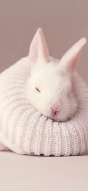 A white bunny resting peacefully inside a knitted fabric ring