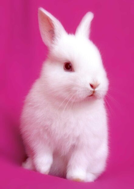 A fluffy white bunny sitting against a vibrant pink background in a close up view