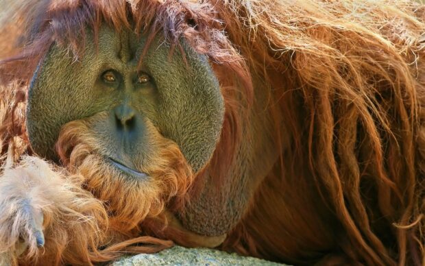 A calm adult orangutan with reddish fur is resting on a rock in this natural setting, 2K Desktop Wallpaper