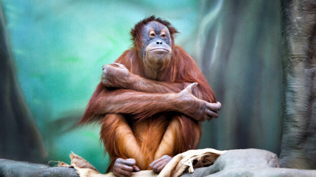 A calm orangutan is sitting with its arms crossed in a natural setting, 4K Desktop Wallpaper