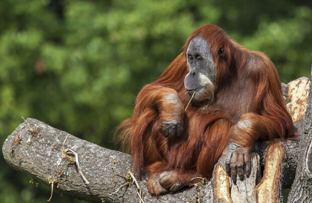 An orangutan is calmly sitting on a tree trunk while chewing a piece of grass, HD Desktop Wallpaper