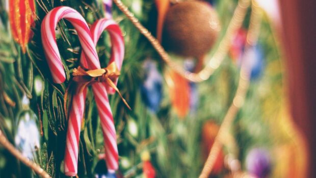 Two candy cane sticks tied with a ribbon hanging on a Christmas tree branch