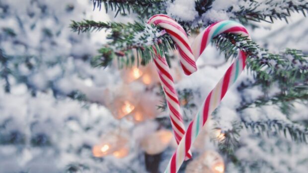 Two candy canes hanging on a snowy pine branch with Christmas lights in the background