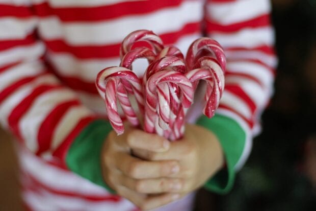 A child holding several red and white striped candy cane in hands