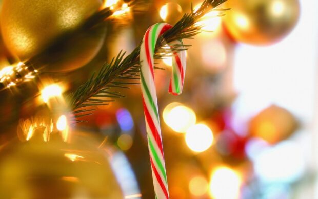 A candy cane hanging on a Christmas tree branch with blurred golden lights in the background