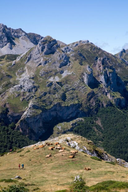 Cows resting on the grassy hill in the Cantabrian Mountains with rocky peaks in the background