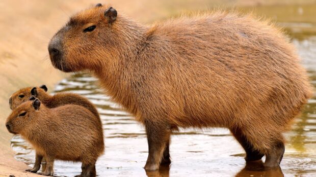 A capybara family stands near the water's edge showing their brown fur and calm nature, HD Desktop Wallpaper