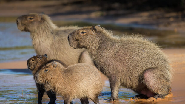 A group of capybaras standing close to the water in a natural habitat, HD Desktop Wallpaper