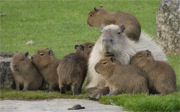 A group of capybaras is sitting closely on grass displaying calm behavior, HD Desktop Wallpaper