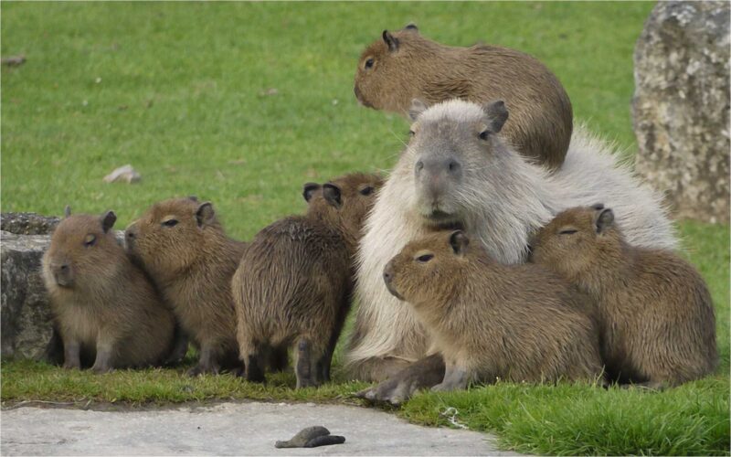 Capybara Wallpapers - PixelsTalk