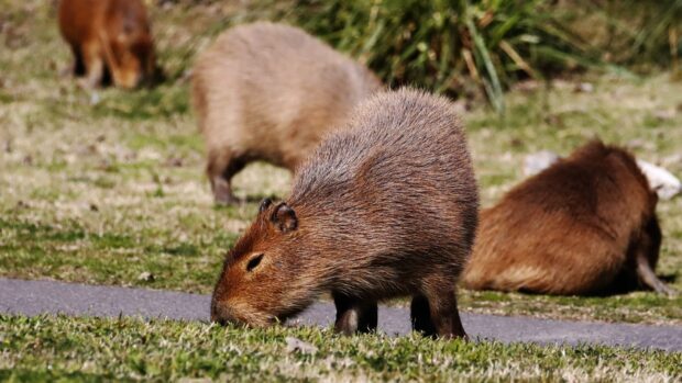 A capybara is grazing on grass with others nearby in a natural setting, HD Desktop Wallpaper