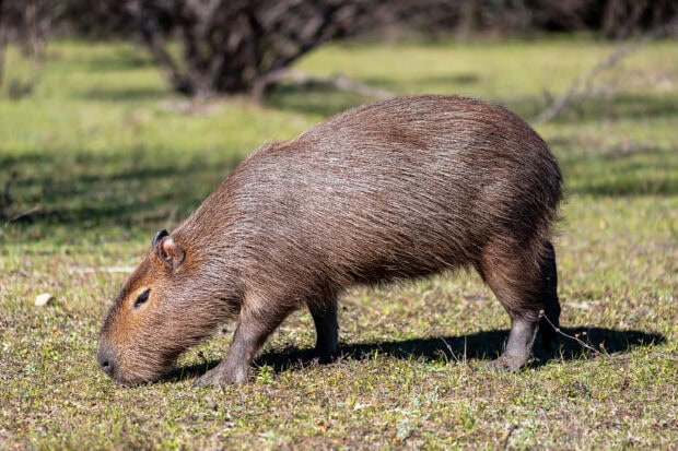 A capybara is grazing calmly on grass in a sunny field, HD Desktop Wallpaper