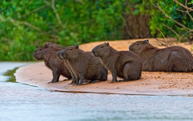 A group of capybaras sit calmly by the riverbank surrounded by lush greenery, HD Desktop Wallpaper