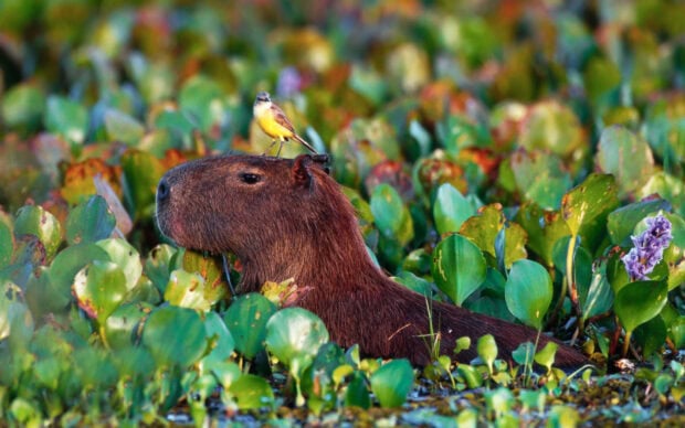 A capybara with a small bird perched on its head is surrounded by green water plants, HD Desktop Wallpaper