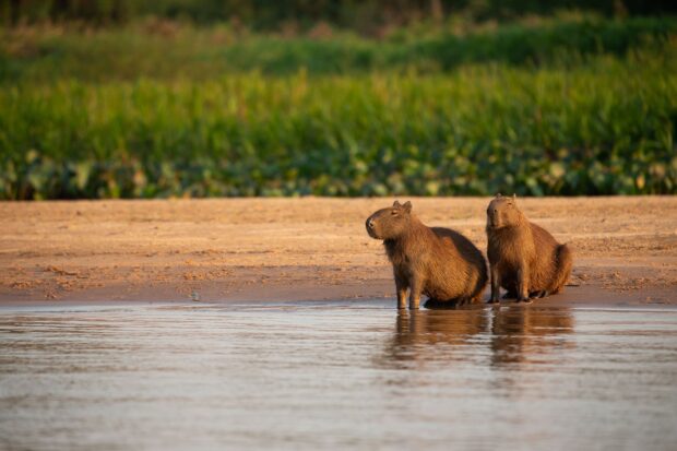 Two capybaras standing by the riverbank surrounded by nature, HD Desktop Wallpaper