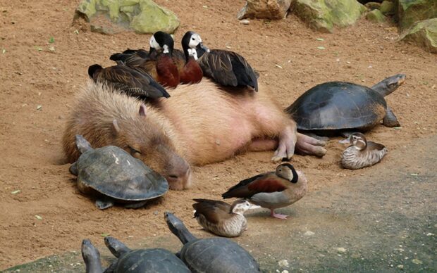 A capybara peacefully resting surrounded by ducks and turtles in a natural setting, HD Desktop Wallpaper