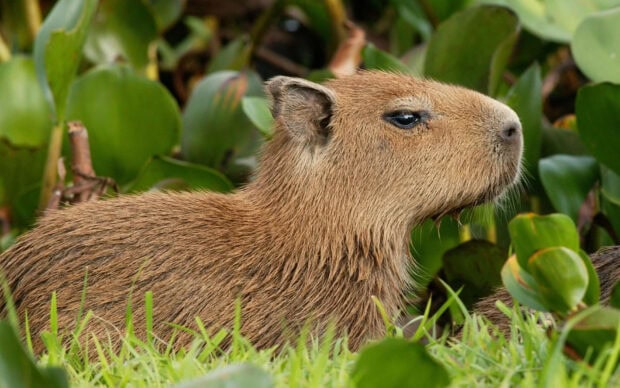 A capybara resting calmly among green plants and grass in the wild, HD Desktop Wallpaper