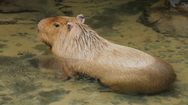 A capybara resting peacefully in shallow water among stones, 4K Desktop Wallpaper