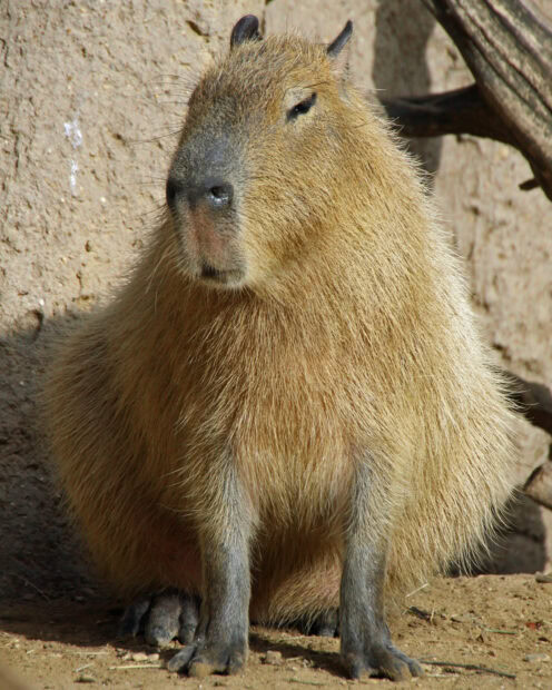 A capybara is sitting quietly on the ground near a tree branch, showing its furry body and face