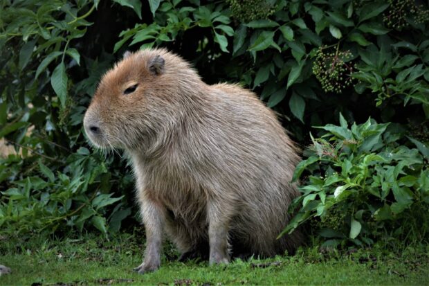 A capybara is resting calmly by lush green foliage in nature, HD Desktop Wallpaper
