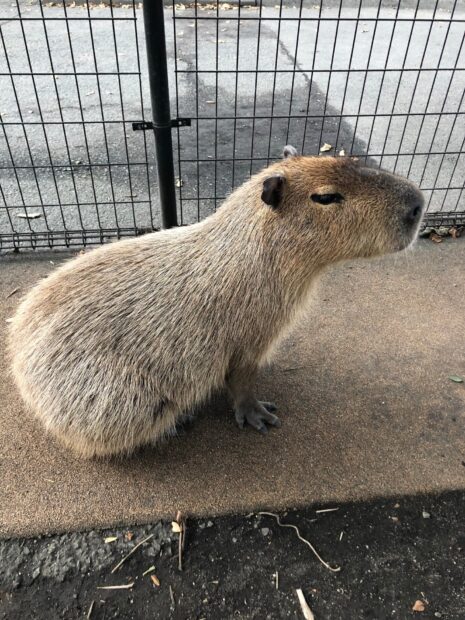 A capybara sits quietly on the ground near a metal fence in the enclosure, HD Mobile Wallpaper