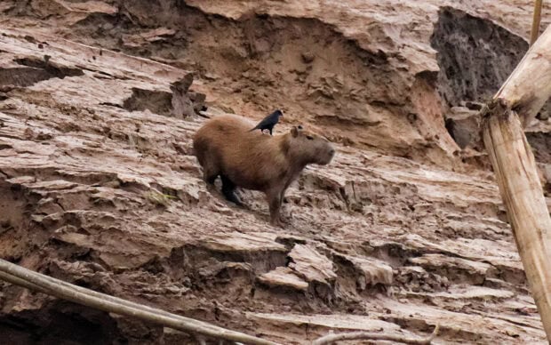 A capybara stands on rough rock with a bird perched on its back in a natural setting, HD Desktop Wallpaper