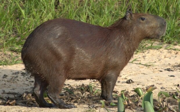 A capybara standing on sandy ground with green plants nearby in a natural setting, 2K Desktop Wallpaper