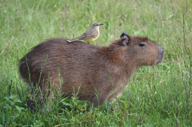 A capybara stands in green grass with a small bird perched calmly on its back, 2K Desktop Wallpaper