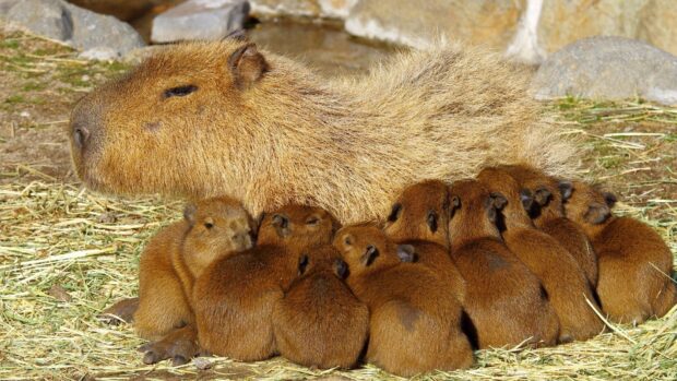 A mother capybara cuddles with her babies in a natural setting, HD Desktop Wallpaper