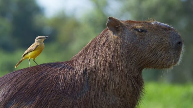 A capybara with a small yellow bird perched on its back in a natural setting, HD Desktop Wallpaper