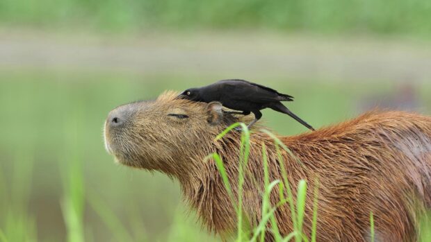 A calm capybara with a black bird perched on its head in a green natural setting, HD Desktop Wallpaper