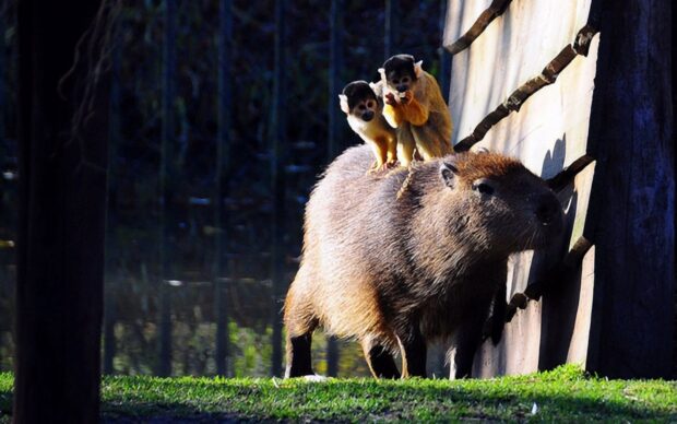 A capybara stands near a wooden fence with two small monkeys sitting on its back in a forest setting