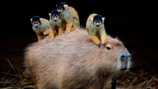 A large capybara with four small monkeys sitting on its back in a natural setting, HD Desktop Wallpaper