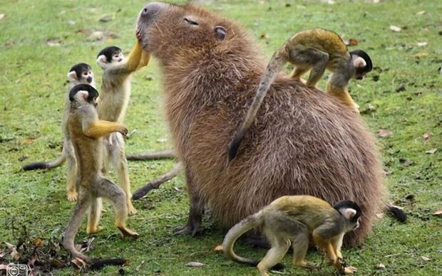 A capybara surrounded by playful monkeys in a grassy area shows a unique animal interaction