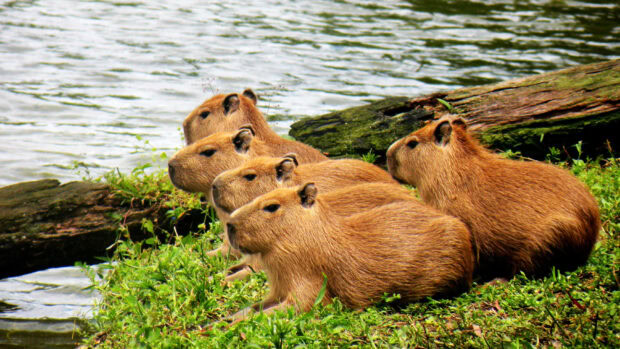 A group of capybaras sitting calmly on the grass near a riverbank, 2K Desktop Wallpaper