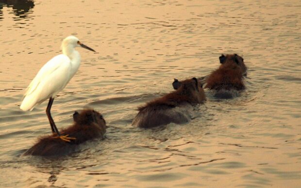 A white bird stands on a capybara while other capybaras swim in calm water, HD Desktop Wallpaper