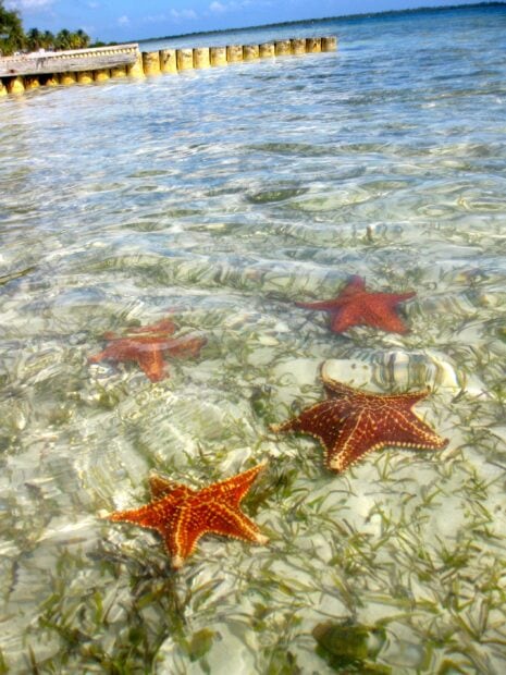 Starfish in clear water with Cayman Islands shore in the background